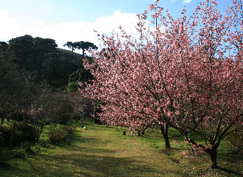 Parque da Cerejeira 