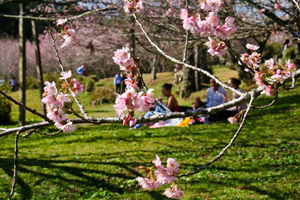 Cerejeira em Flor