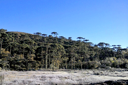 Geada em Campos do Jordão