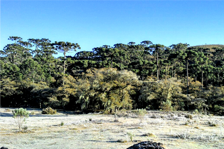 Geada em Campos do Jordão