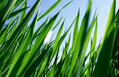 Biocombustíveis Biocombustíveis