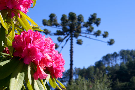 Flores na Avenida