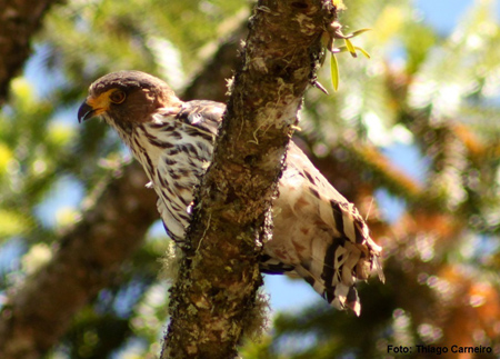Gaviao de cabeça cinza Gaviao de cabeça cinza